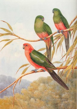 loro rey australiano aves Pinturas al óleo